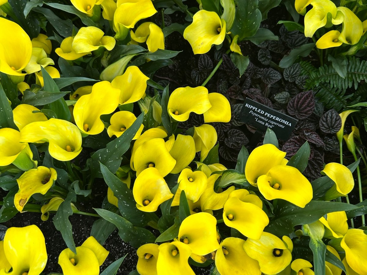 Spring break 2025: the drive+PA+Longwood Gardens