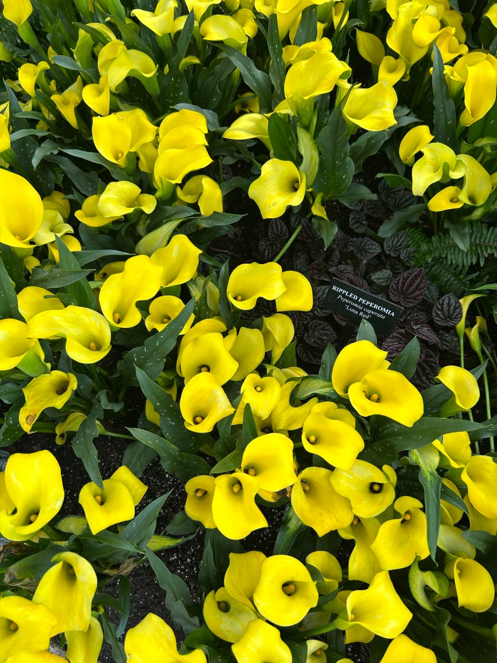 Spring break 2025: the drive+PA+Longwood Gardens