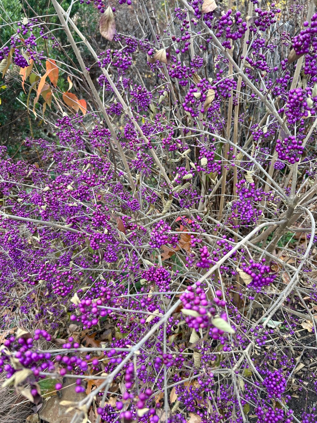 Christmas Wishlists (including&nbsp;me)